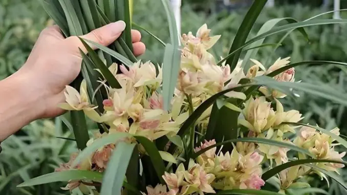 Người Xưa Quan Niệm: Trong Nhà Có 3 Loài Hoa Này Tay Trái Thu Tài, Tay Phải Hái Lộc, Phú Quý Vào Nhà